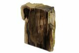 Polished, Petrified Wood (Metasequoia) Stand Up - Oregon #152400-2